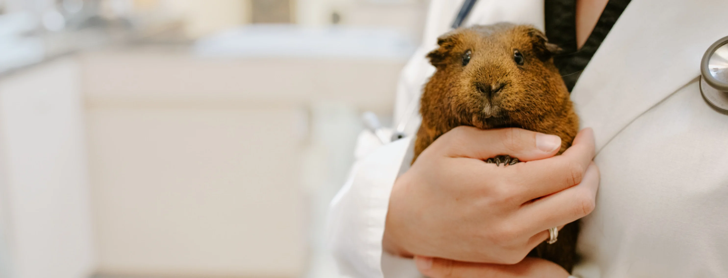 Veterinarian Holding Brown Guinea Pig